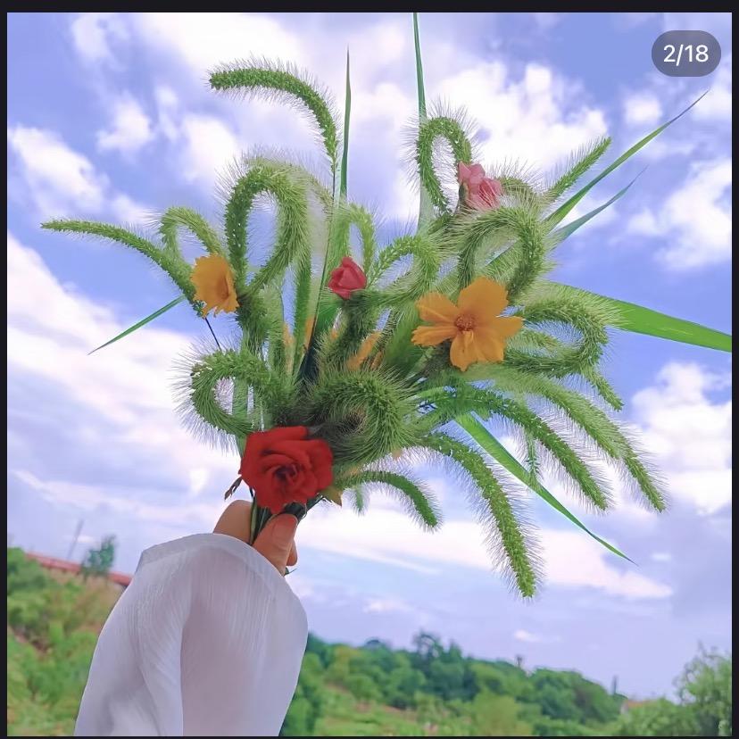 🌸半颗💞星辰ꦿᩚ࿐