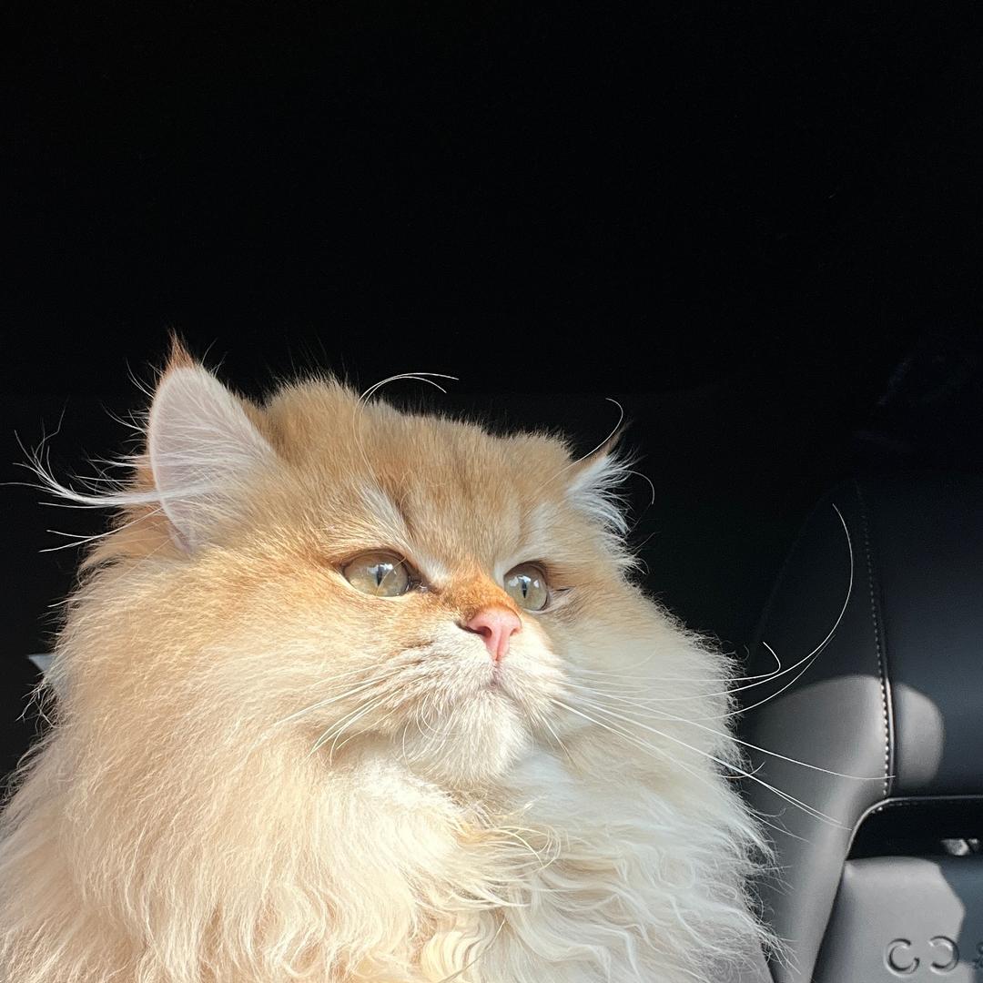 有钱是一只猫🐱