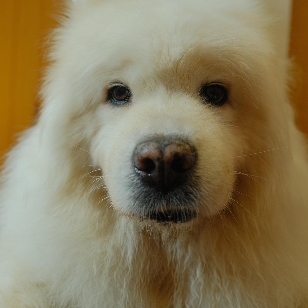 狮子LEO