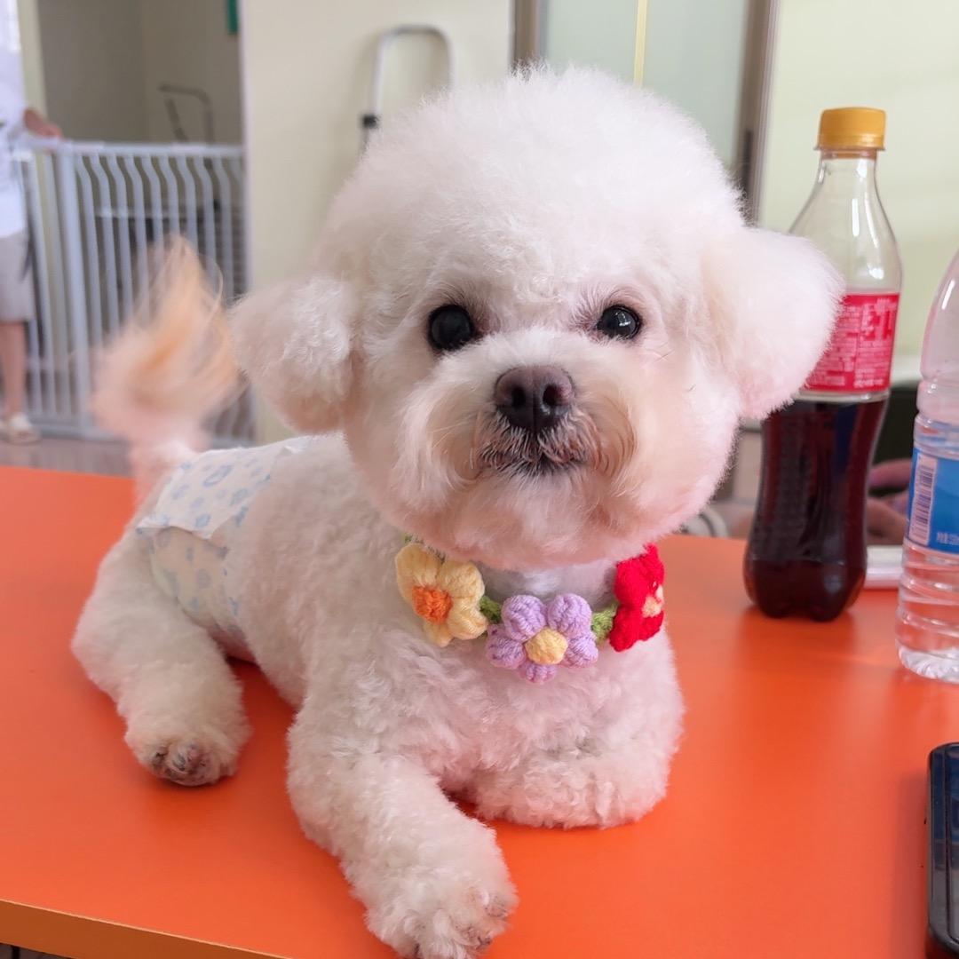 萌宠之家是一家宠物店