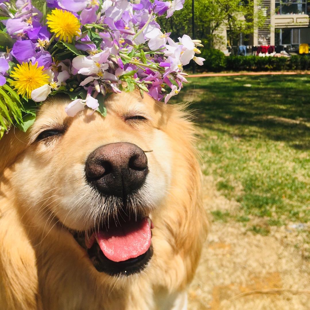 金毛🌸毛毛