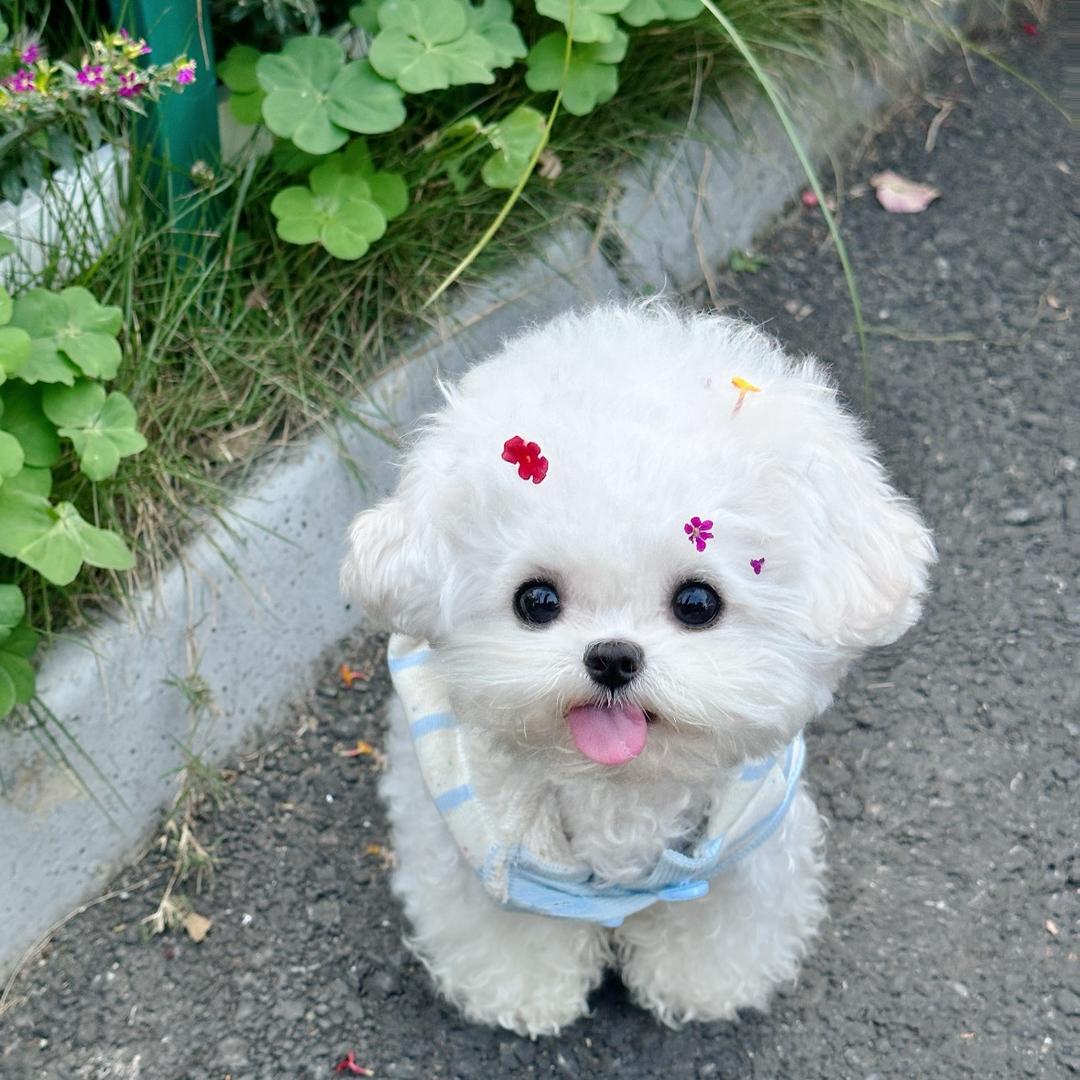 四小福犬业直播2⃣️号（23:10开播）