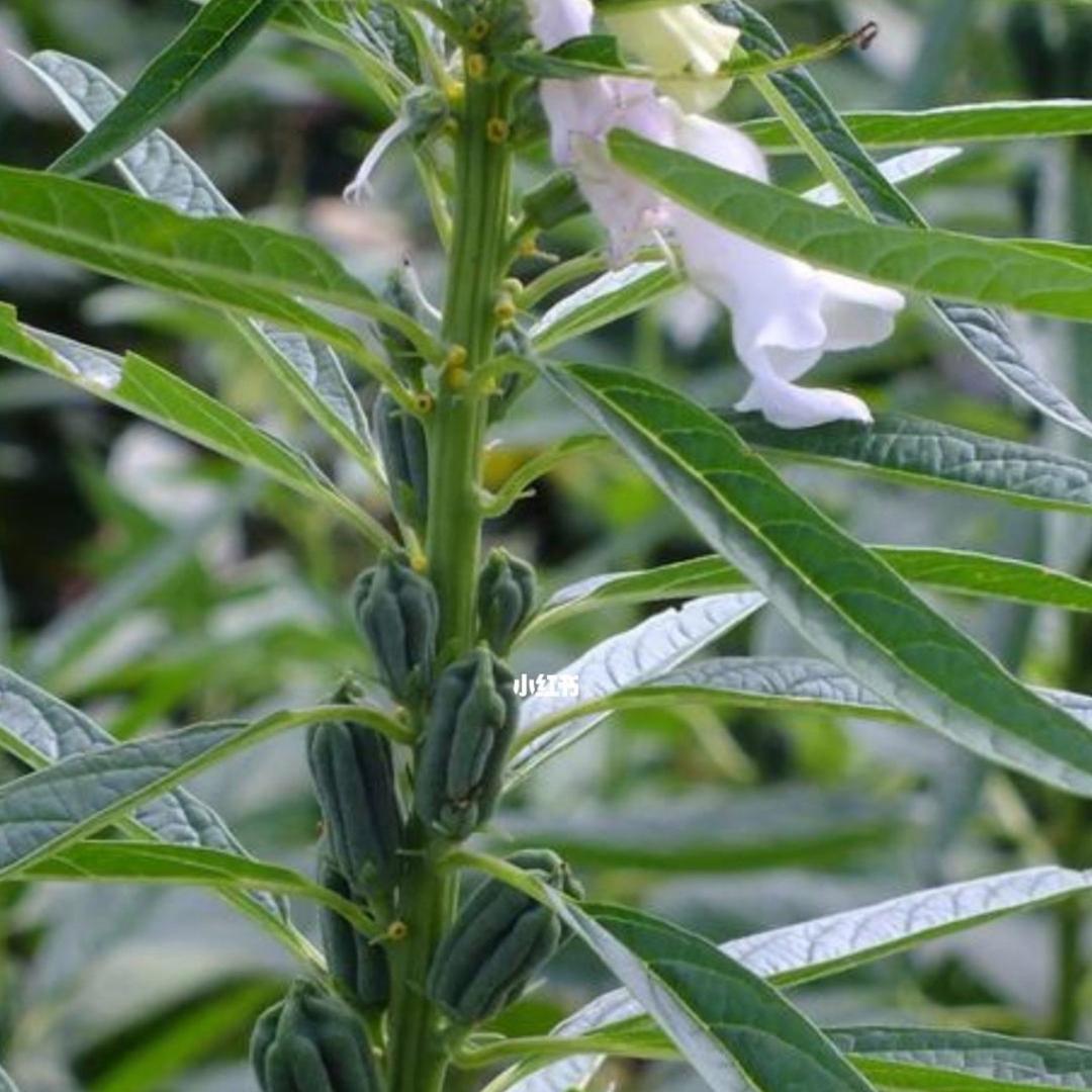 年丰盈胶带～玲儿响叮当💫