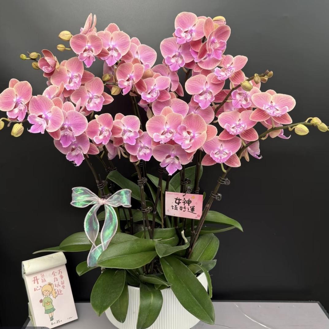 呈南花卉盆栽花
