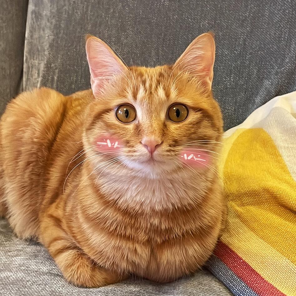 茅台是只猫🐱