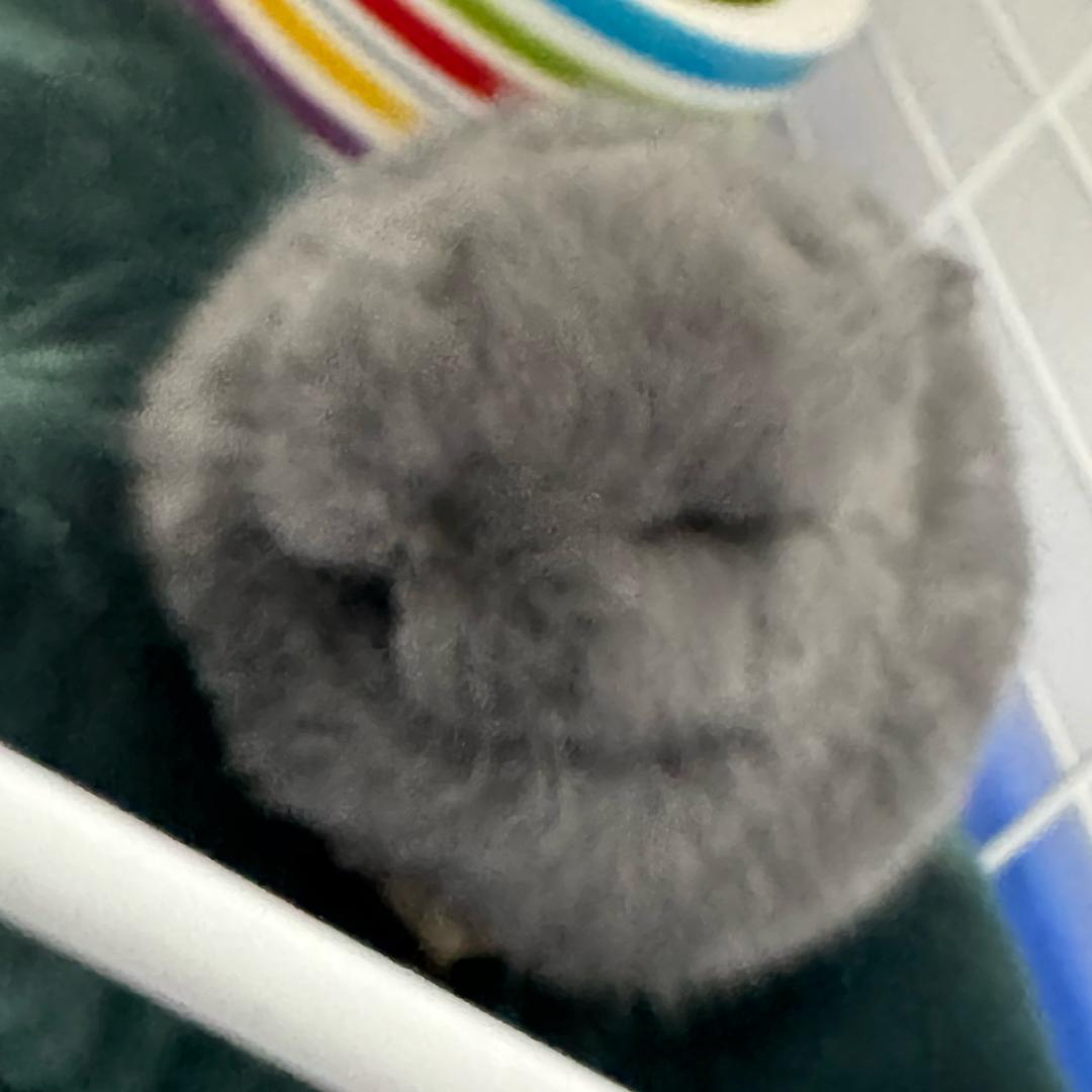 6块钱烤冷面吃一口全打翻