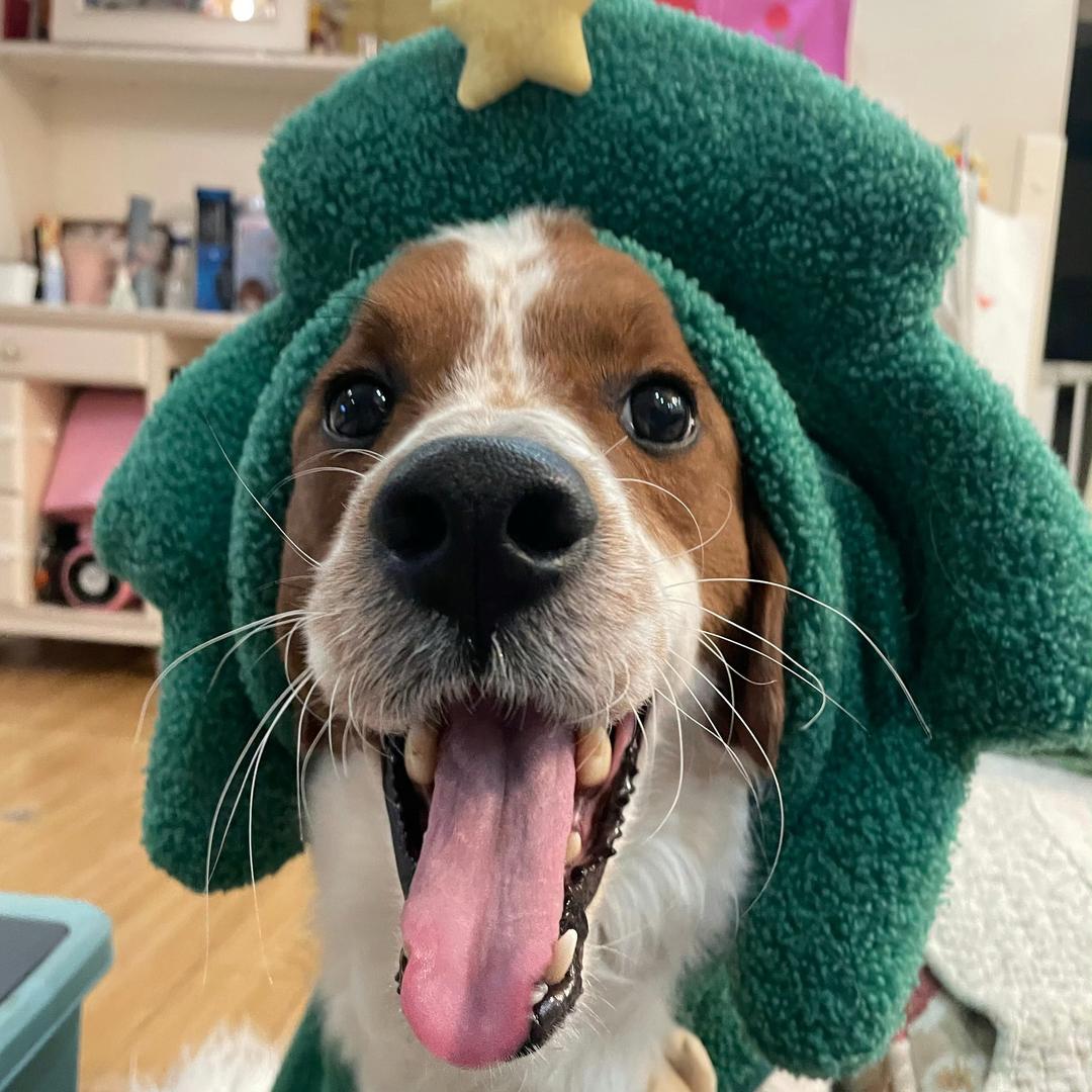 转我五毛买辣条