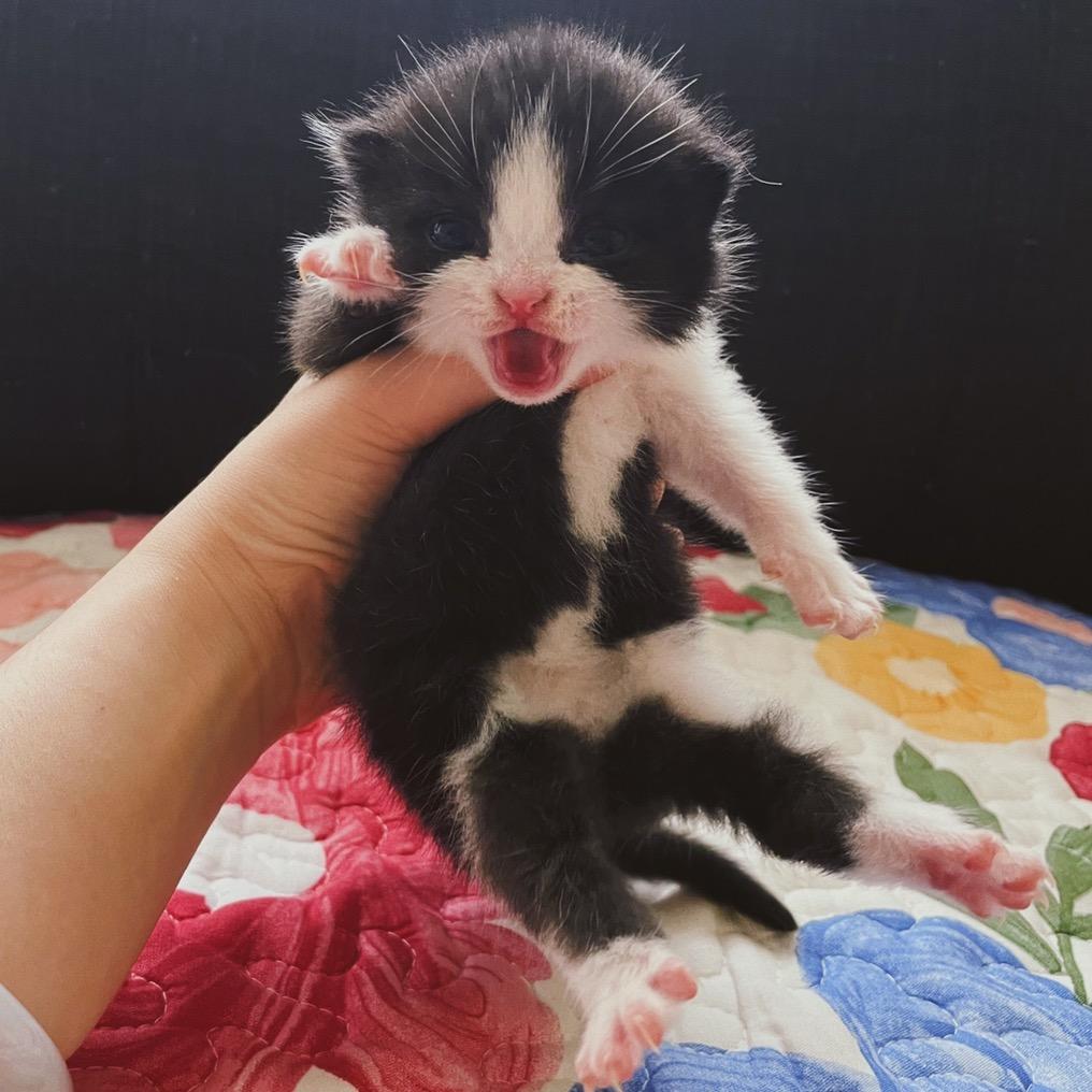 胖明和猫猫