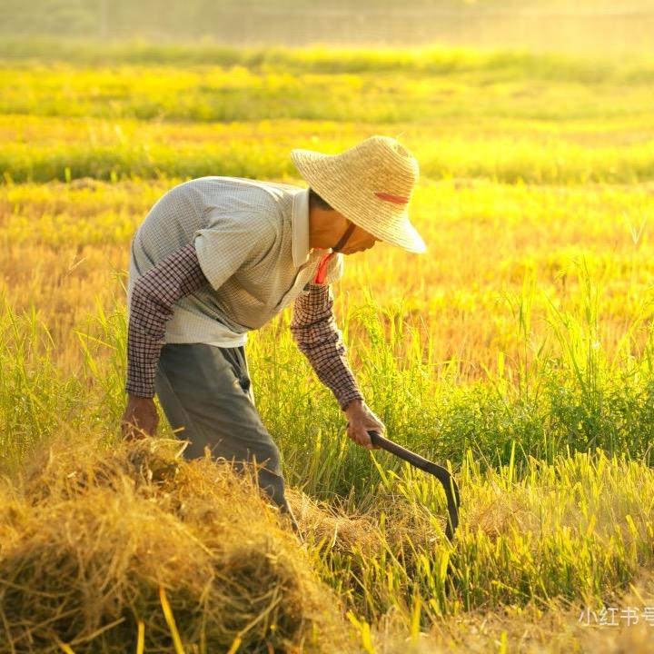 ⚜️农民˗ˋˏ 禾舀田ˎˊ˗