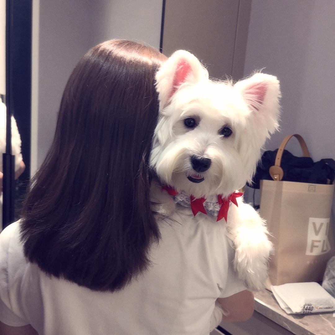 哆妹是只西高地～孕期中
