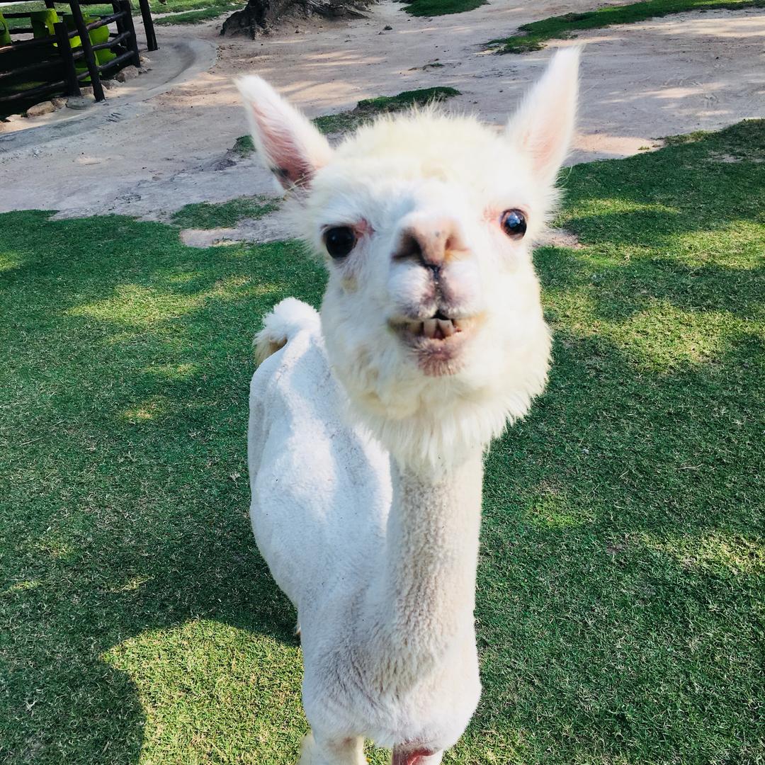 挡风被源头工厂小妹