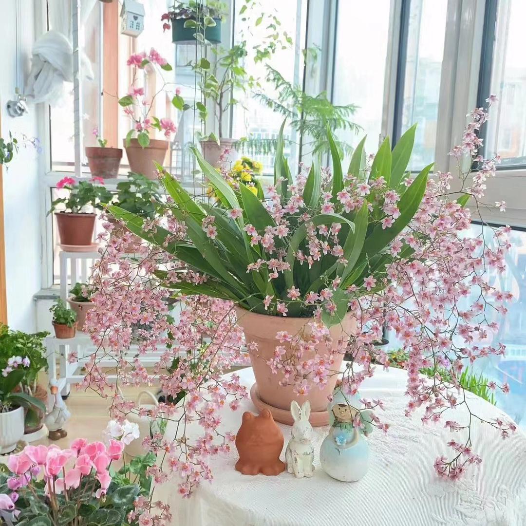 闲庭花絮