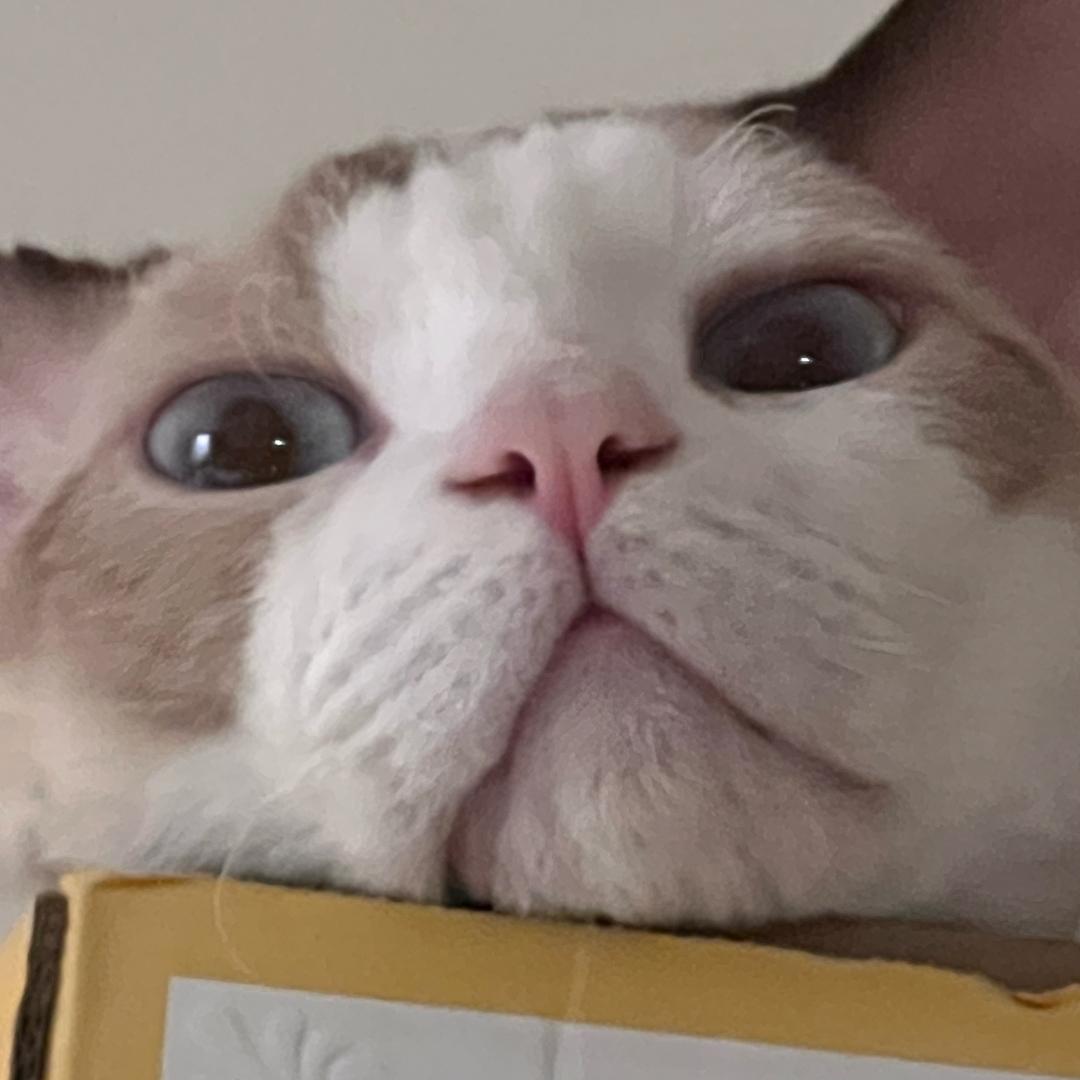 有琴不弹