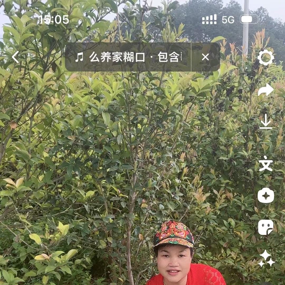 广宁水果皇后