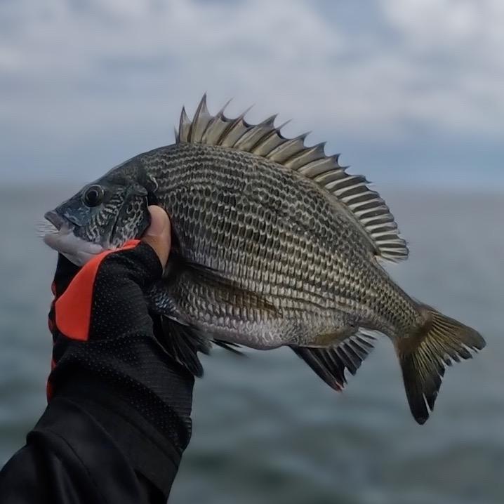 半岛老姜爱钓鱼