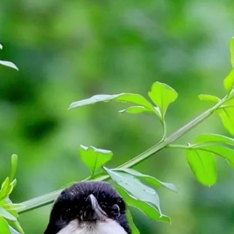 👯‍♀️🧚🏻‍♂️❤️🌈🌳3