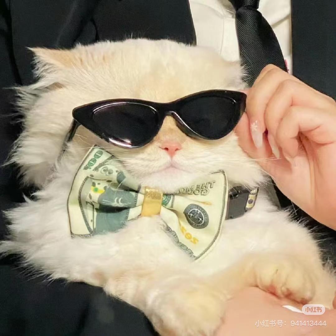 布丁派派🦊