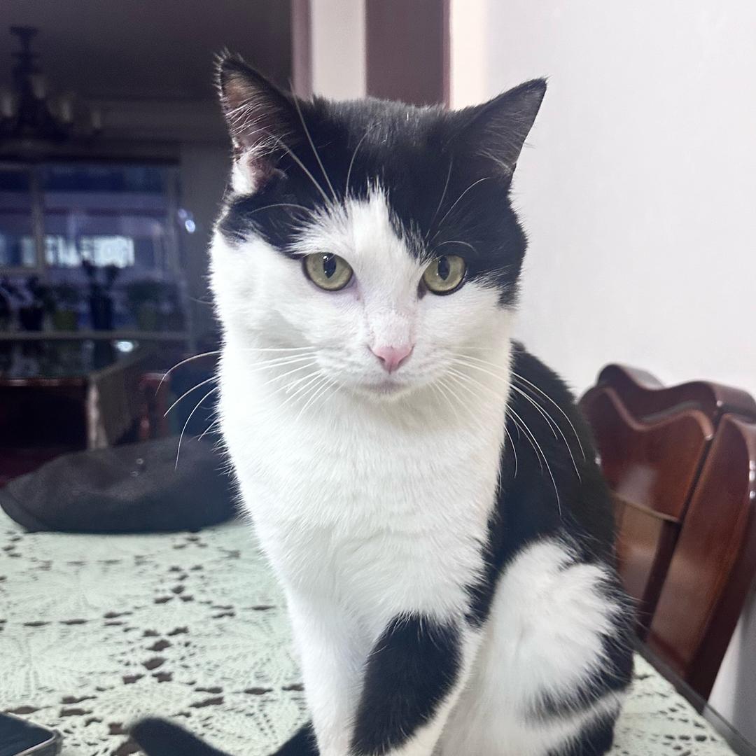 咪咪是只奶牛猫