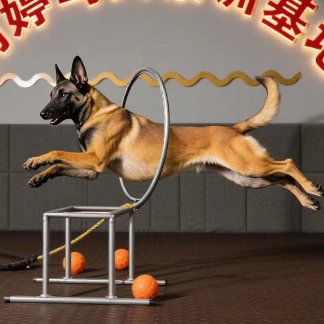 尚婷马犬繁训基地