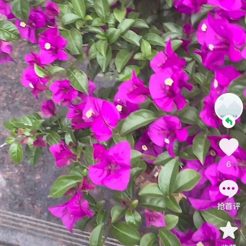 小芳