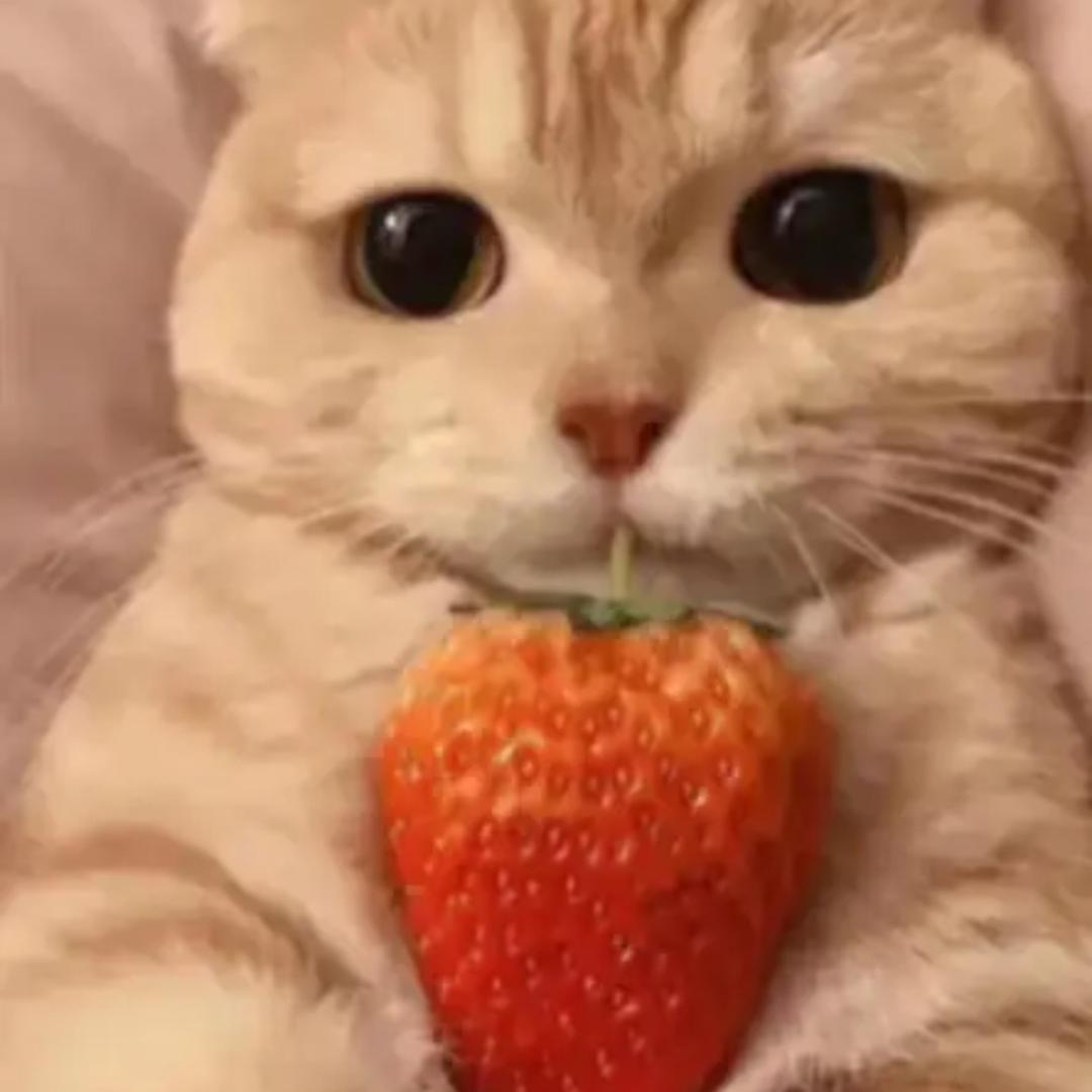 猫咪