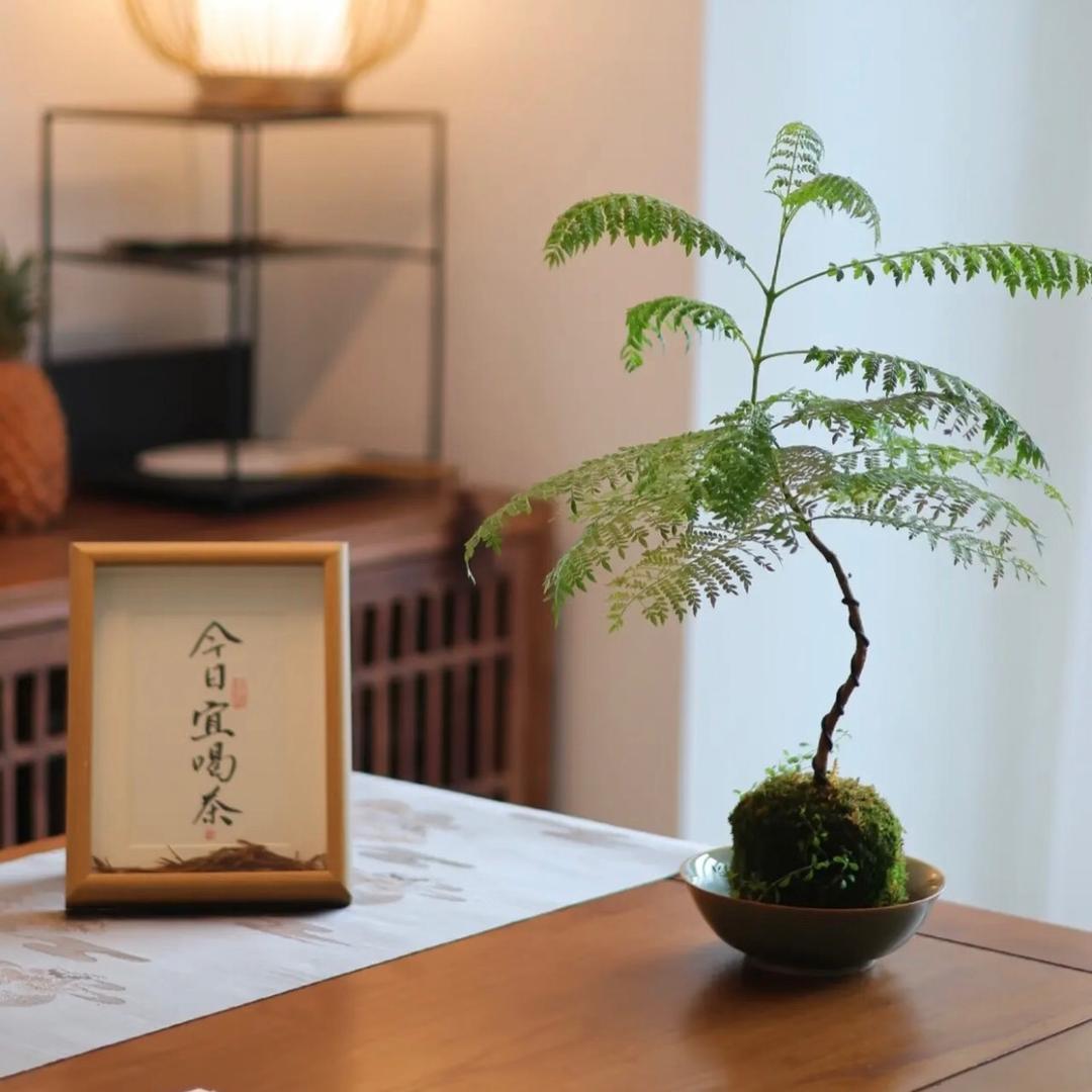 亳州喜悦茶记