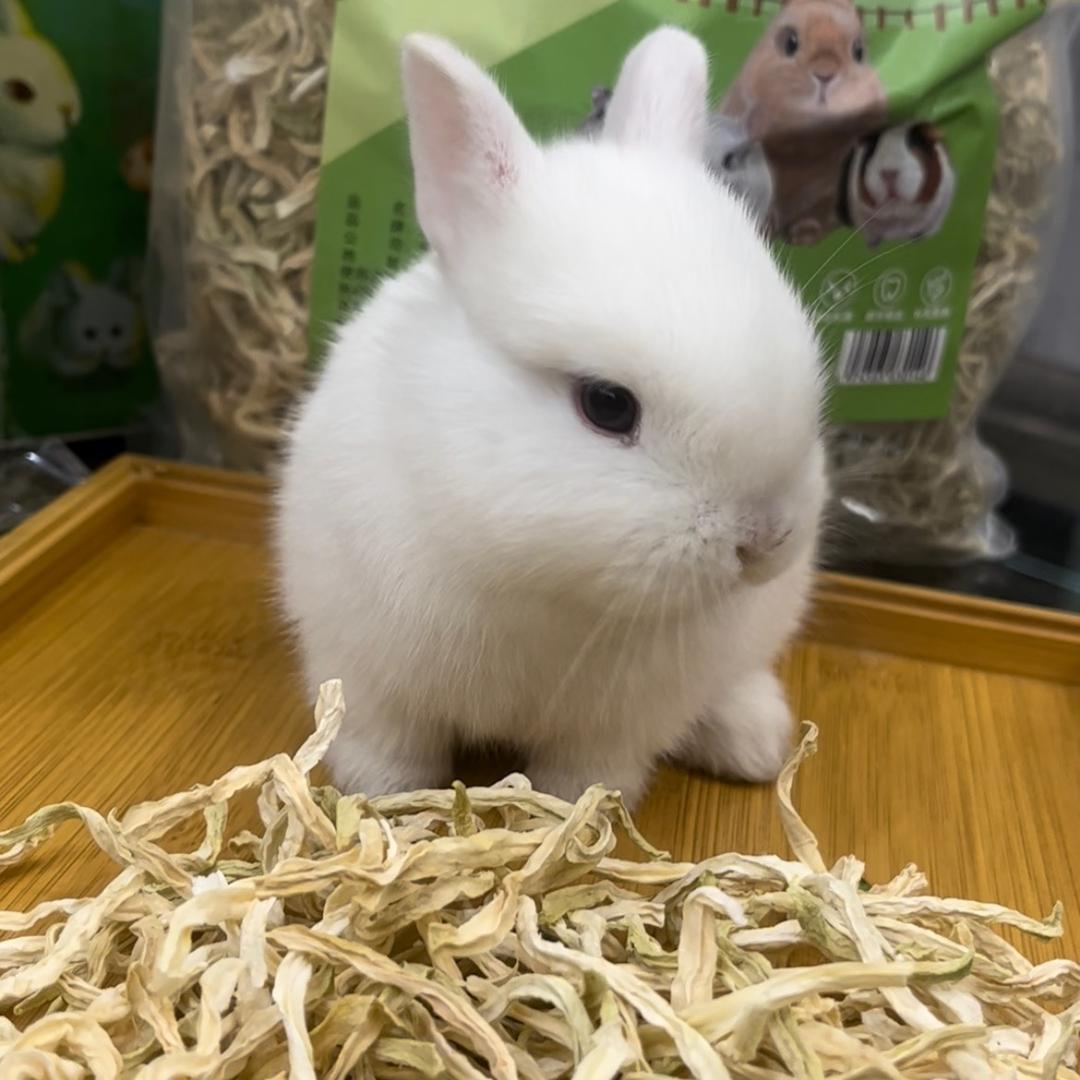 小🐰圆圆