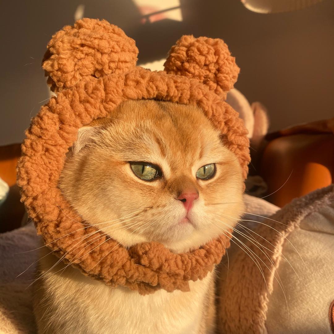 大猫哥和它的朋友们
