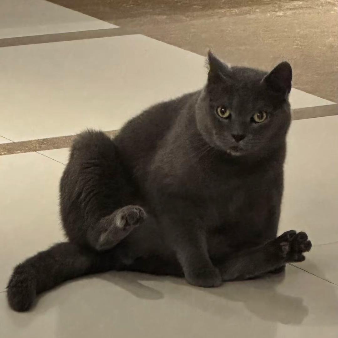 安卓猫