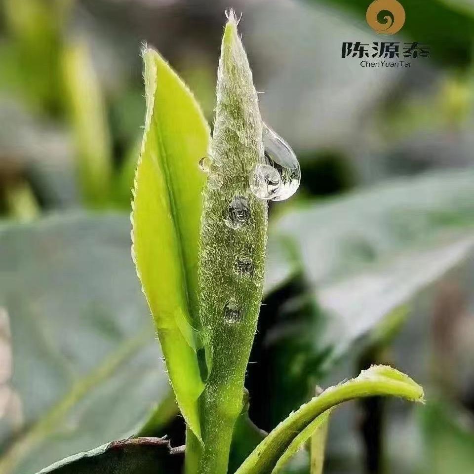 乐享茶事杨乐乐