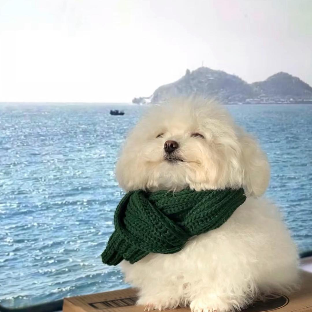 小狗摇尾巴