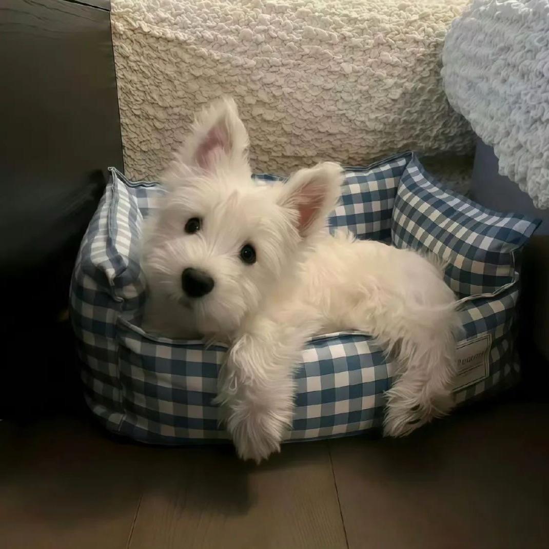 F F（留长发版）