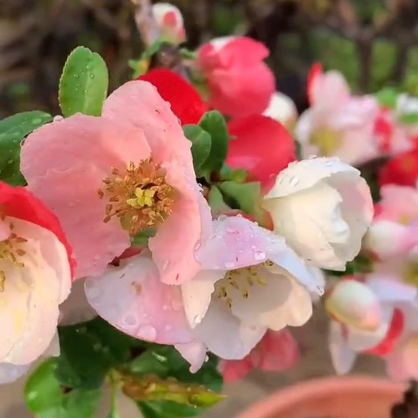 陵游花卉绿植盆景园艺