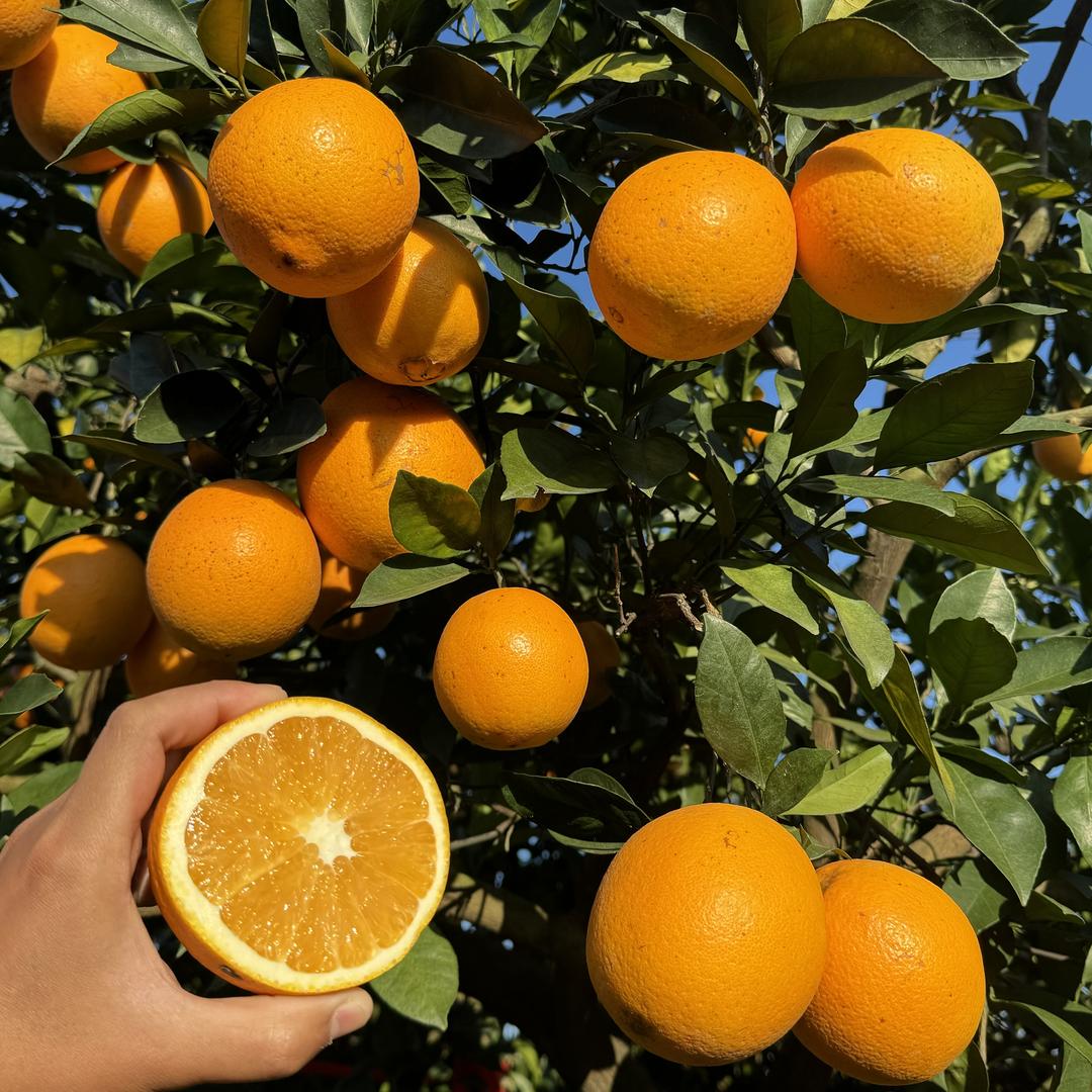 大雄赣南脐橙