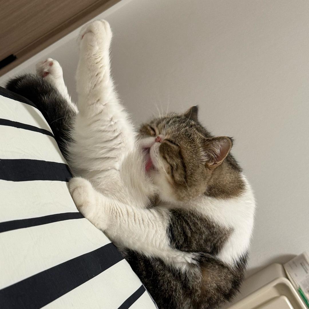 胖墩🧜