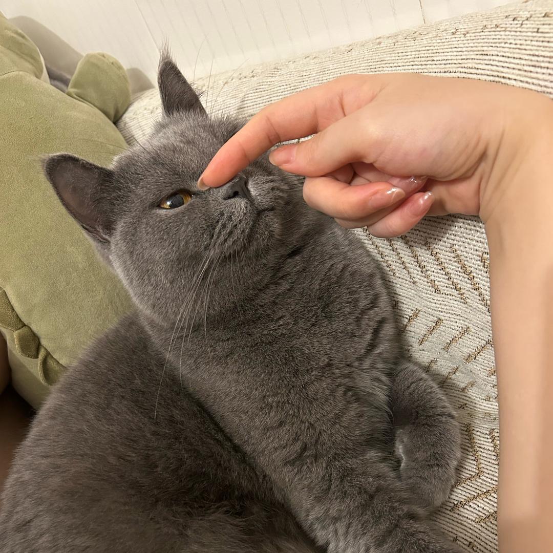 有只猫