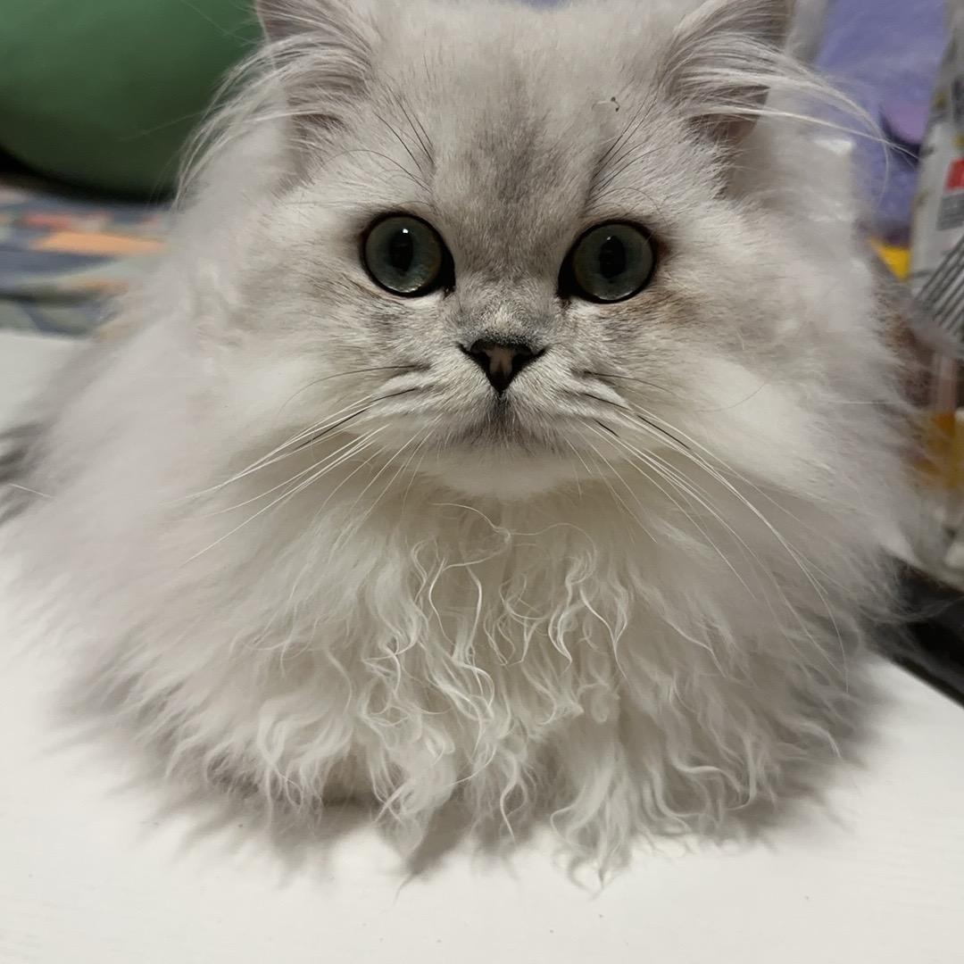 玛卡巴卡