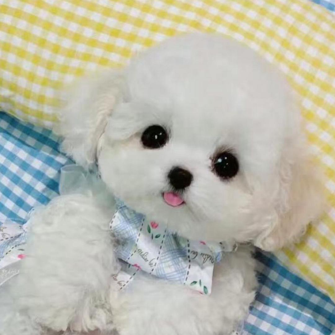 小飞侠超级一号