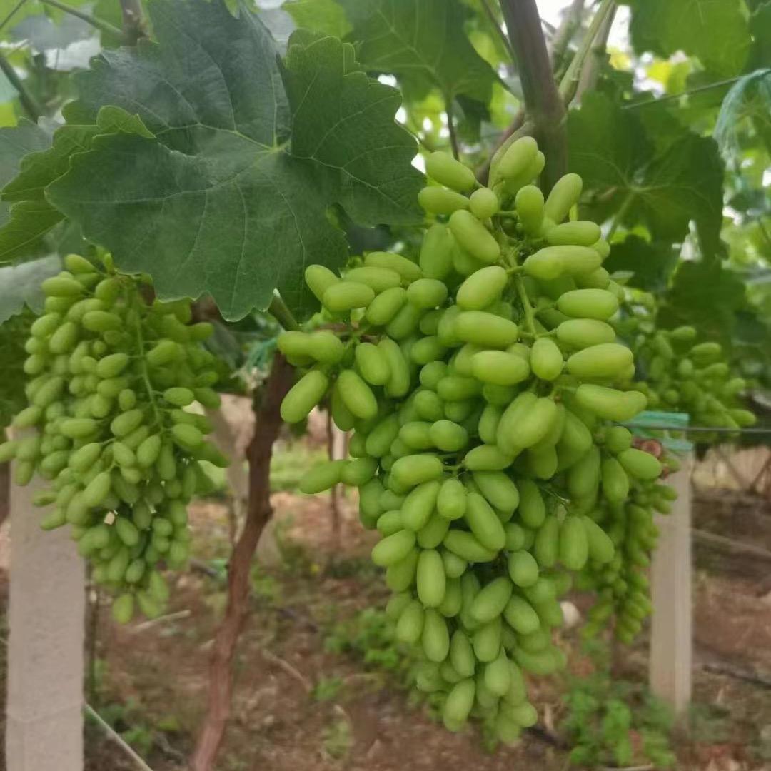 小马说农业