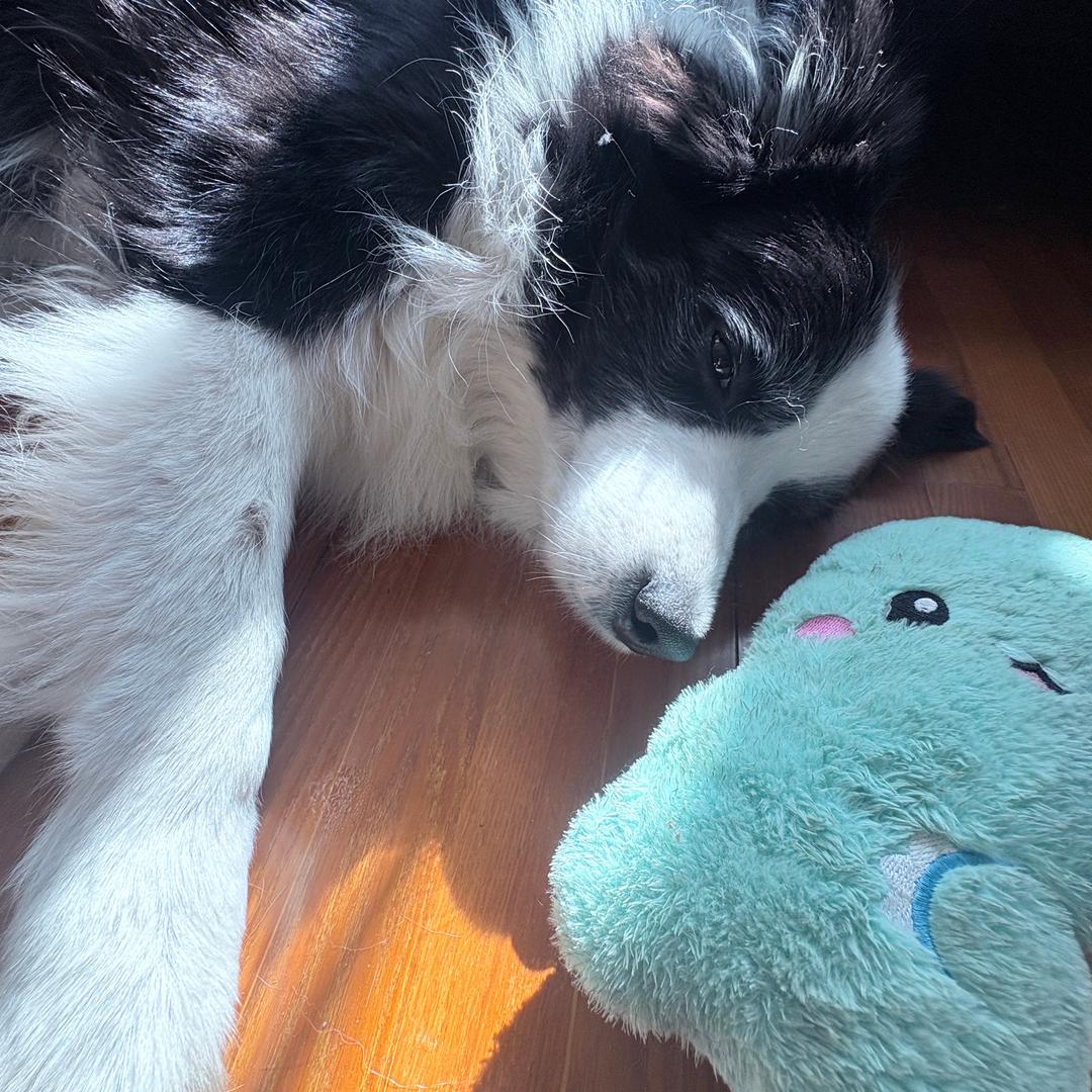 想养猪的边牧厨