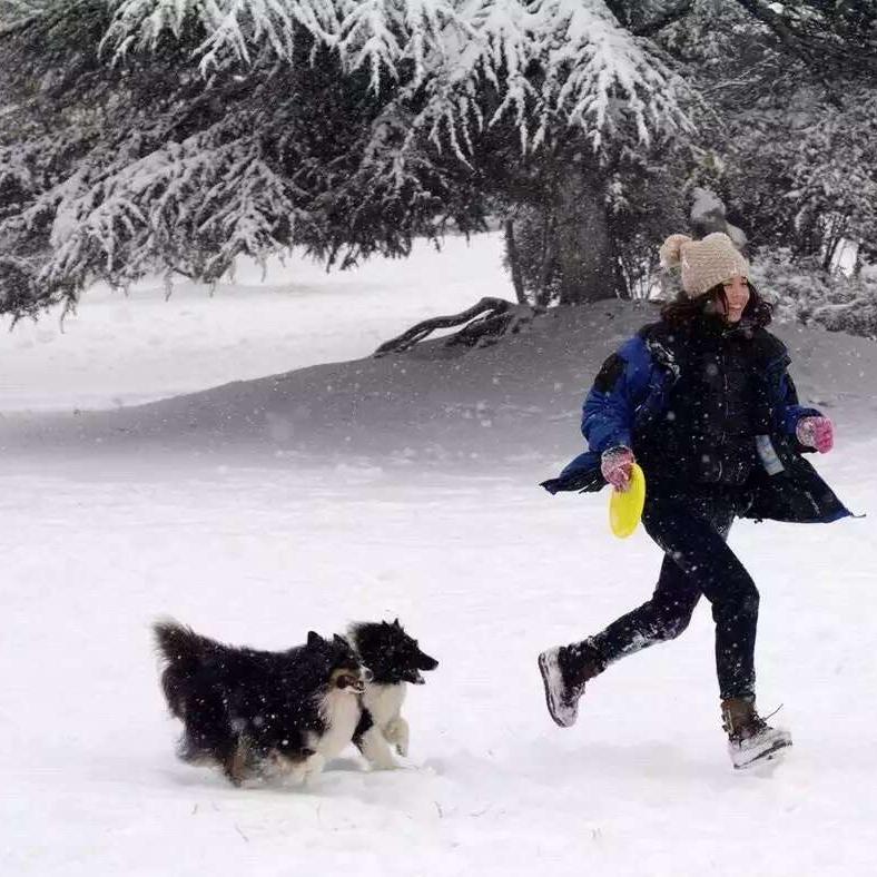 壹号宠物口袋