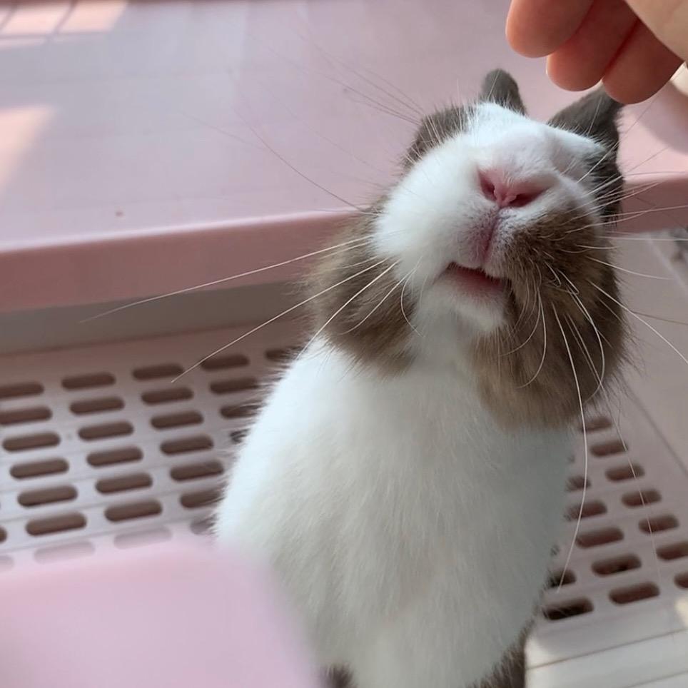 兔子小宝