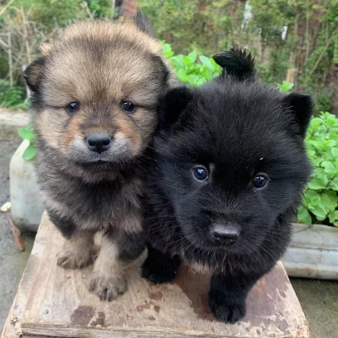 中华田园犬嘉之屋