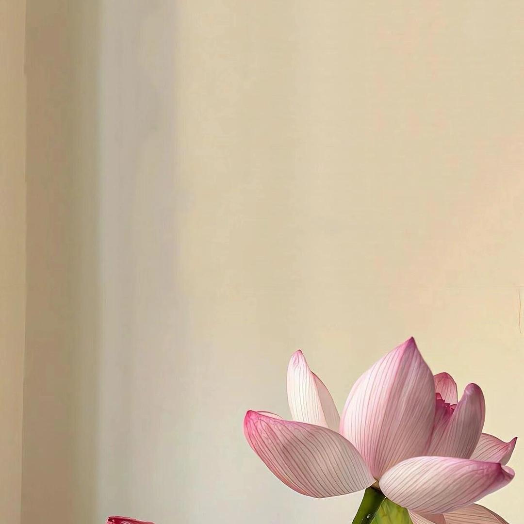 桂月云翠盼盼Zzzz