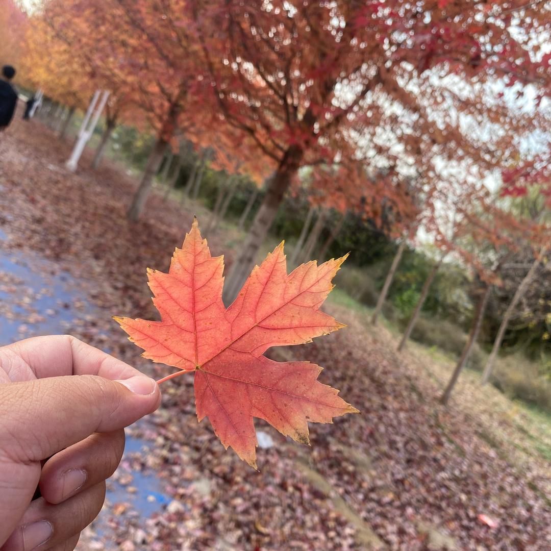宋小Song的朋友圈