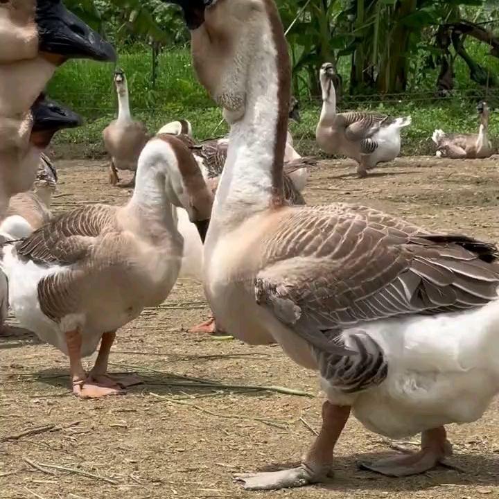 洋益展商贸宠物专营店霜娣