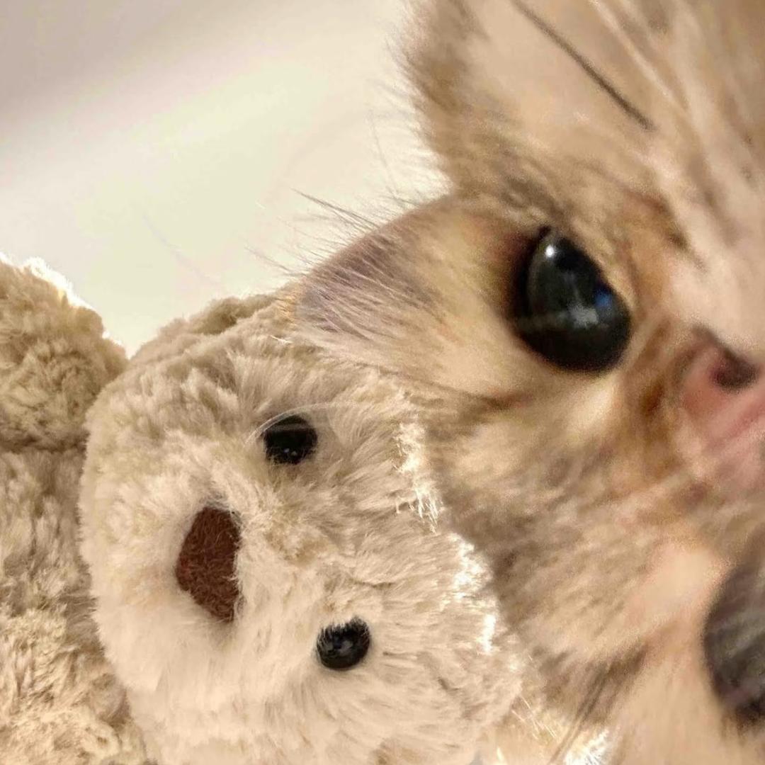 泡泡不咕咕༠°