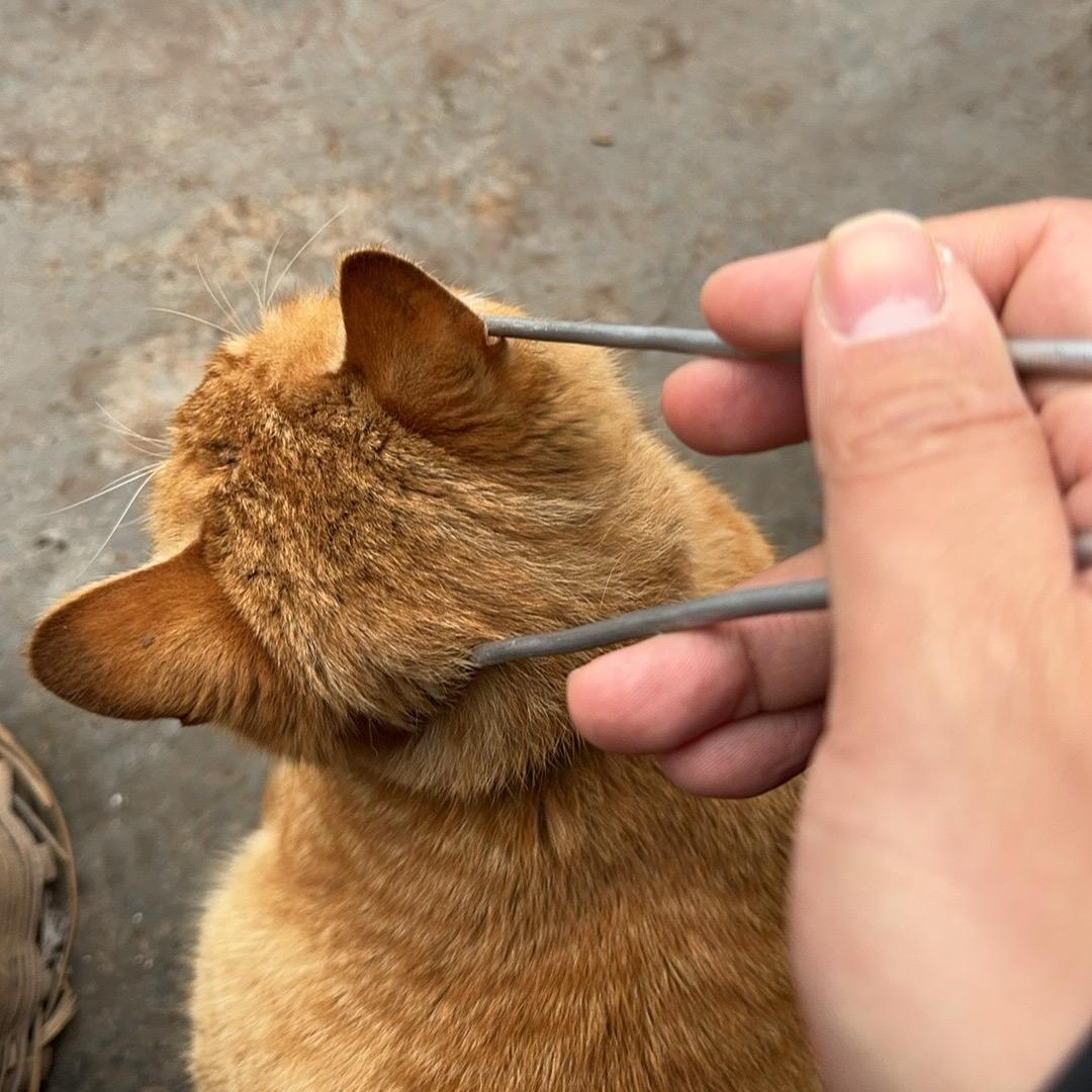 哦豁