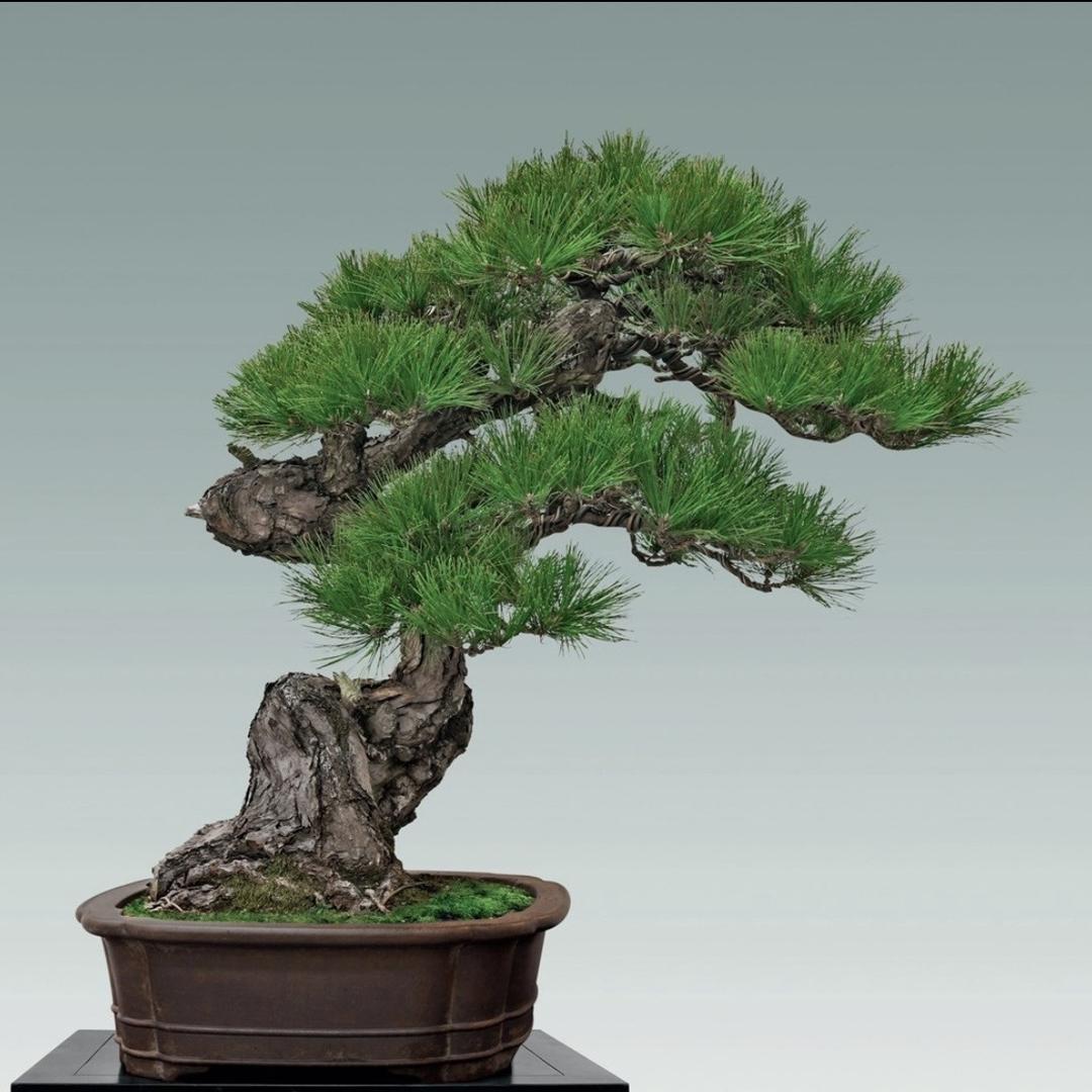 花绍园林
