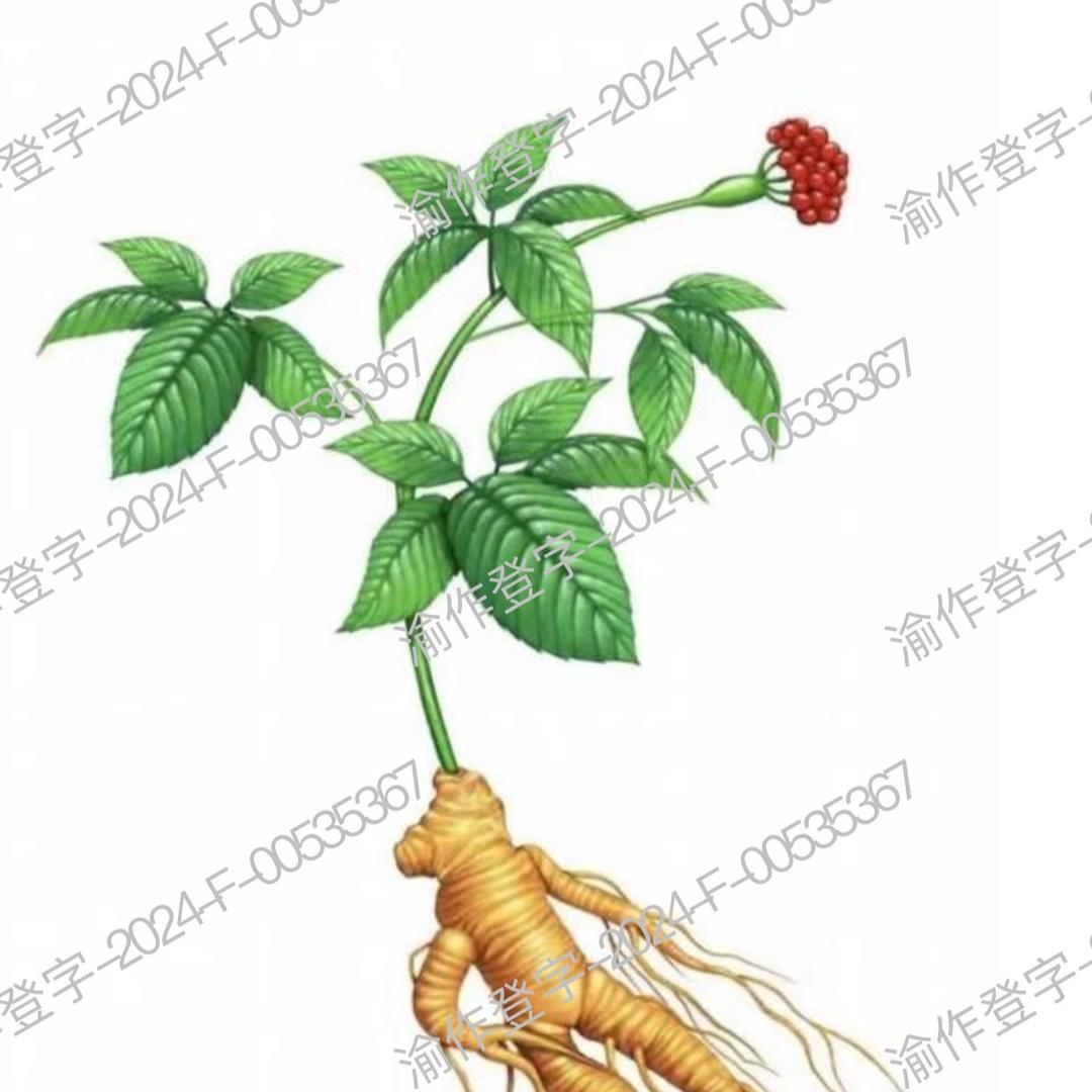 岩佳文海腴人参专卖店